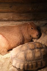 -Zoolung Zoolung动物主题公园(海信广场店)