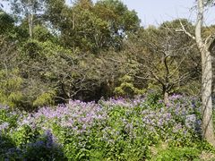 -上海海湾国家森林公园