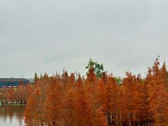 -白鹭湾湿地公园