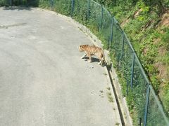 -大连森林动物园