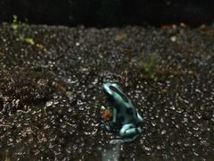 -上海大自然野生昆虫馆