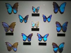 -上海昆虫博物馆