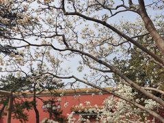 -北京市劳动人民文化宫(太庙)