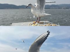 -海埂大坝