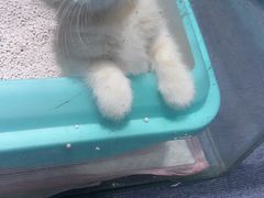 -喵的天空名猫咖啡馆·撸猫·猫舍·用品