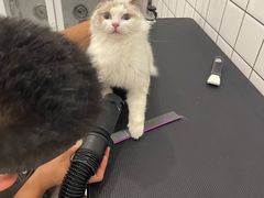 -BABIT巴比特宠物(MOMOPARK店)