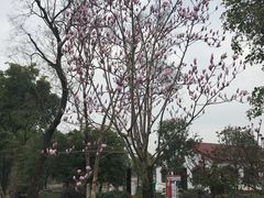 -鹅湖玫瑰文化园