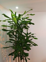 -薇薇安花系SPA