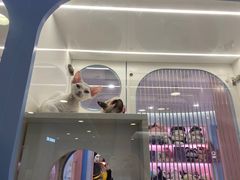 -凯德MALL(望京店)