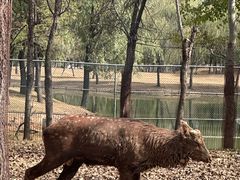 -秦皇岛野生动物园