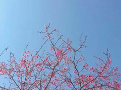 -天适樱花悠乐园