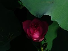 -扬州大运河文化旅游度假区·盆景园