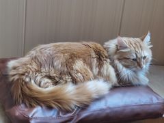 -MOCHA明星猫咖(田子坊店)