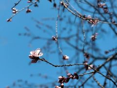 -南汇桃花村