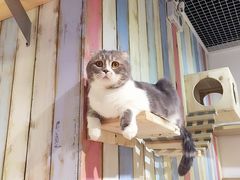 猫语时光咖啡-小时光咖啡馆(开森度假森林店)