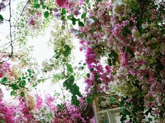 -深圳国际园林花卉博览园