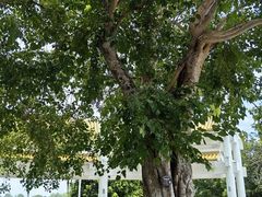 -三亚南山文化旅游区