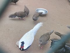 -秦皇岛野生动物园