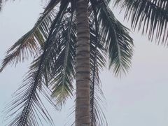 -富力丽思卡尔顿酒店·香荟全日制餐厅