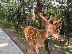 -大连森林动物园