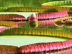 -国家植物园