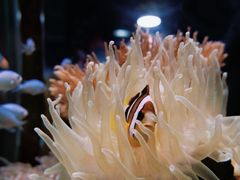 -太平洋海底世界