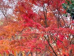 -昆山城市生态森林公园