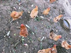 -呼吸森林·生态农庄农家乐私房菜