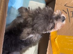 -帕帕拉兹宠物(亚洲旗舰店)