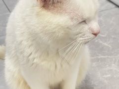 -爱妮康宠物医院·干细胞免疫细胞·肿瘤·心脏(张江店)