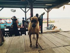 -洞里萨湖