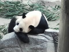 -都江堰中华大熊猫苑