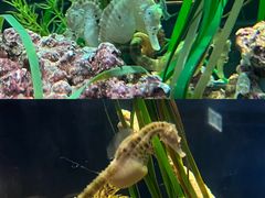 -香港海洋公园