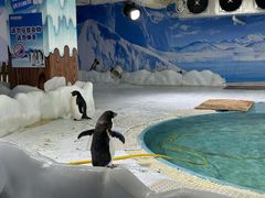 -海合安武汉极地海洋公园