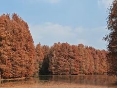 -上海海湾国家森林公园