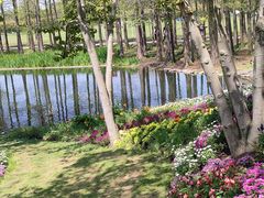 -上海共青森林公园