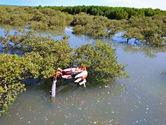 -北海金海湾红树林生态旅游区