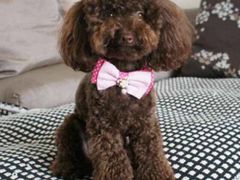 -家有小宠宠物美容(双楠街店)