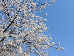 -苏州上方山国家森林公园