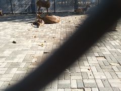 -长白岛森林公园