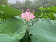 -莲花池公园