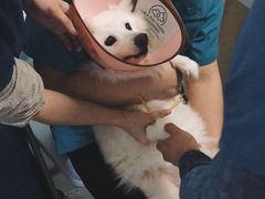 -乐派堂宠物医院·猫友好· 心脏科(东街店)