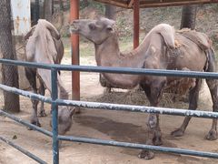 -大连森林动物园