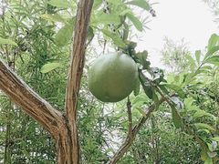 -海南槟榔谷黎苗文化旅游区