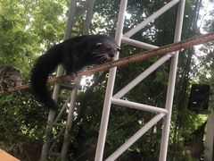 -清迈夜间动物园