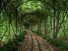 -合肥滨湖国家森林公园