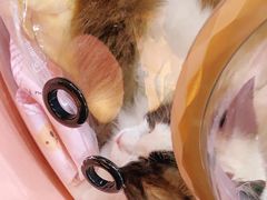 -喵百万·布偶·蓝金金渐层英短·猫舍(百子湾店)