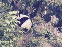 -成都大熊猫繁育研究基地
