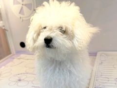 -翊宠yipet猫狗购宠庄园犬舍•猫舍