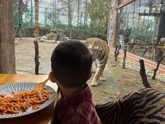 -上海野生动物园老虎餐厅